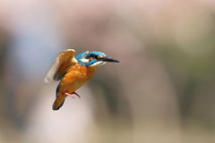 カワセミ ホバ２