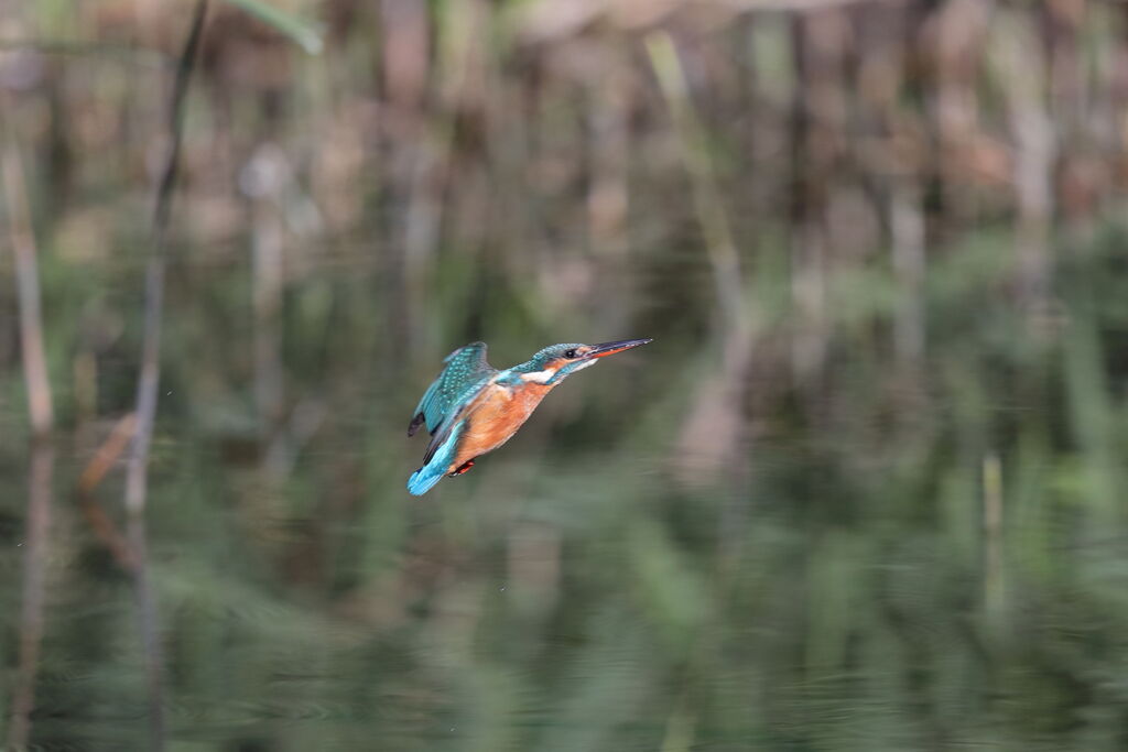今日のカワセミ1