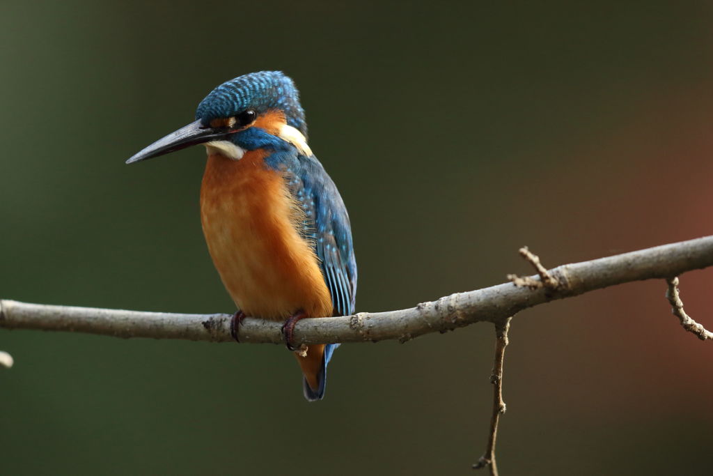 3カワセミ 最接近3