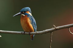 3カワセミ 最接近3