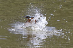カワセミ 水遊び i03