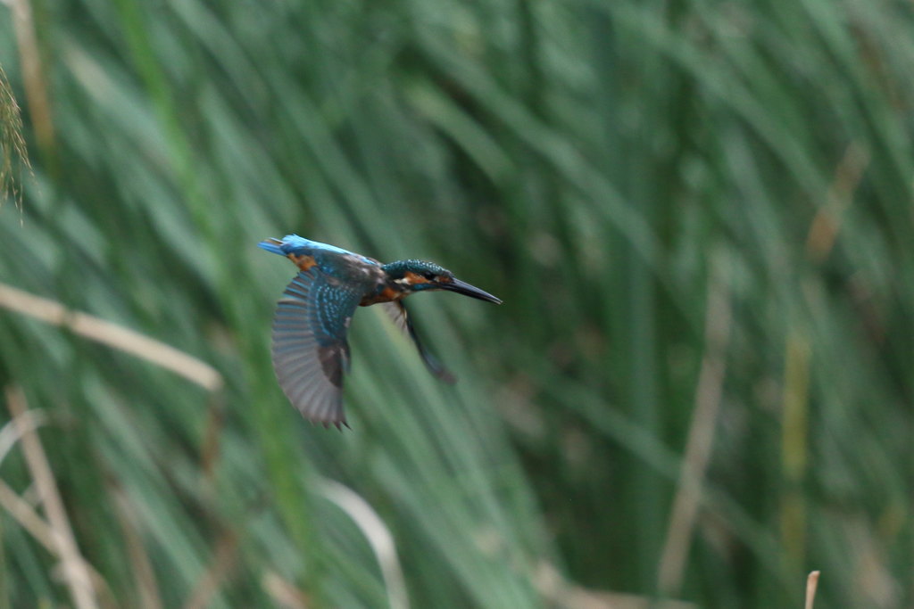 カワセミ 飛び出し2
