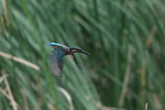 カワセミ 飛び出し2