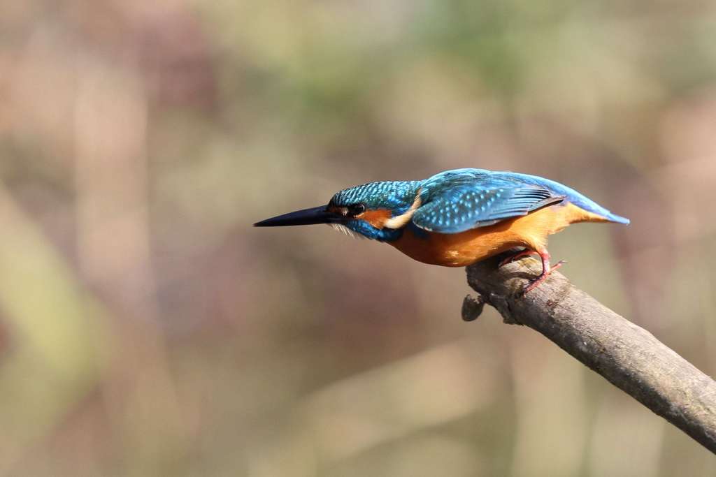 カワセミ 飛び出し１