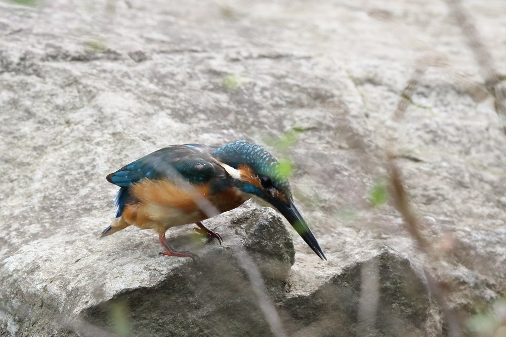 カワセミ 下方監視