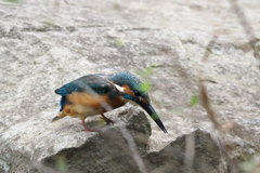 カワセミ 下方監視