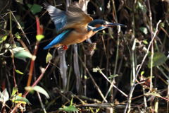 カワセミ ゲット