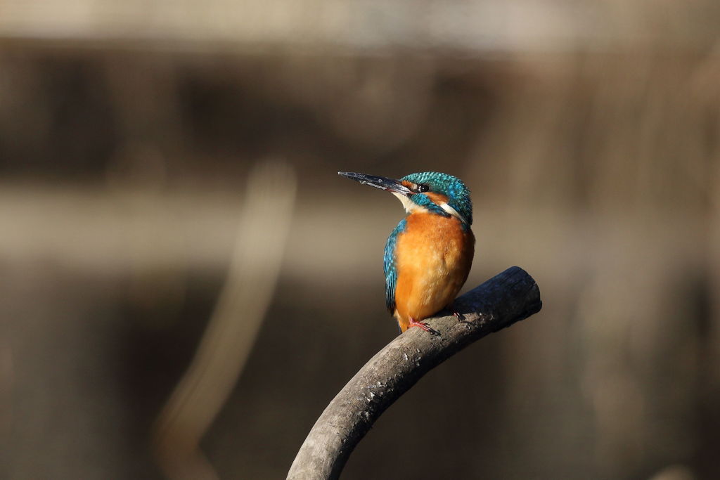 クチバシよごれたな・・・