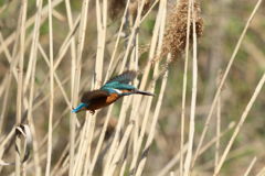 カワセミ 遠い１