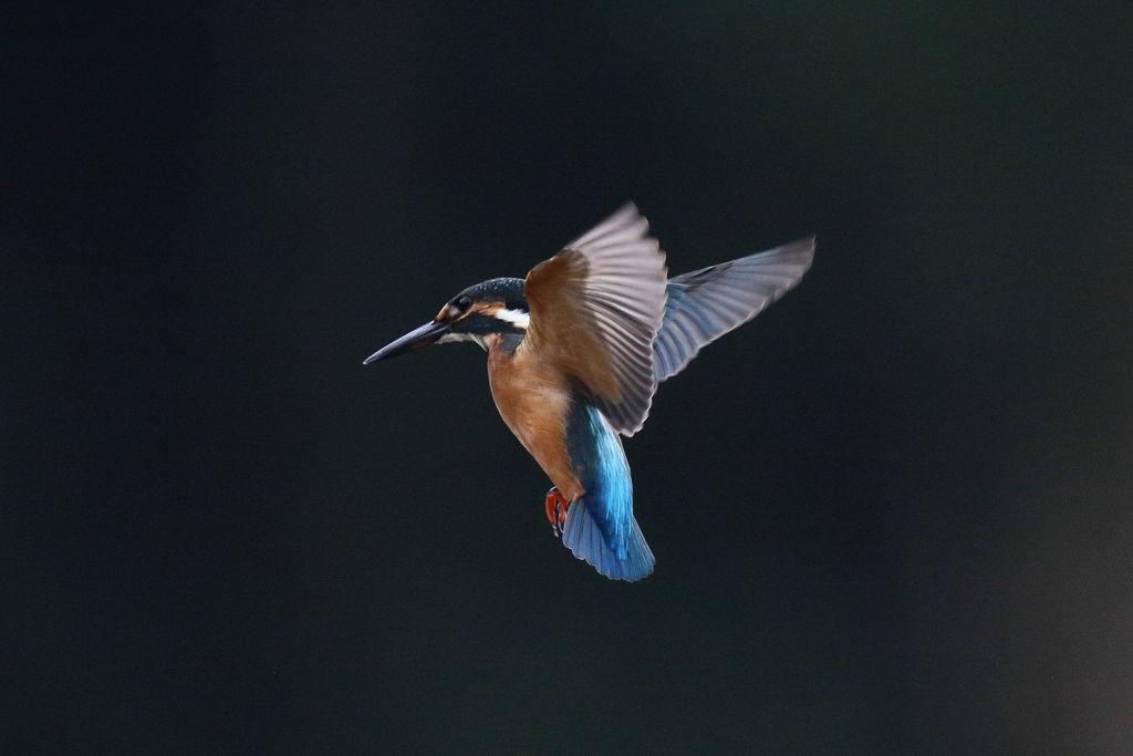 カワセミ ホバ 2