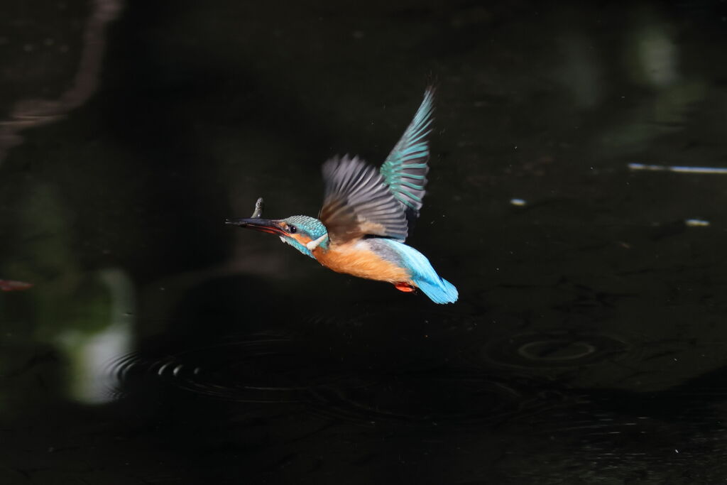 ミニサイズゲット