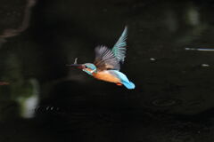 ミニサイズゲット