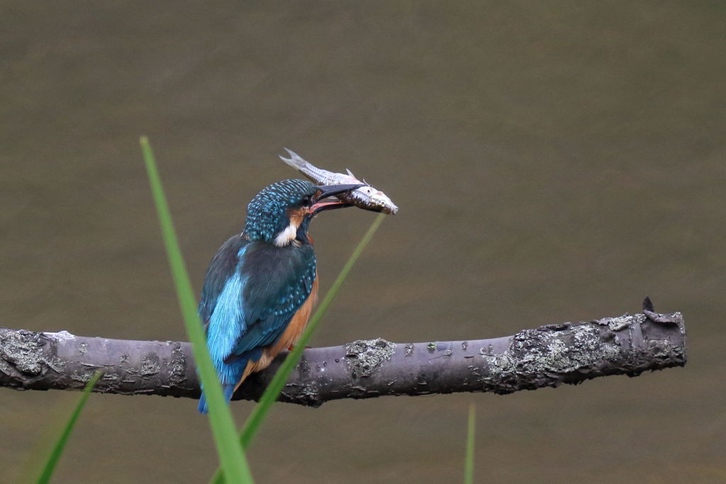 カワセミ　モリのようなクチバシ３