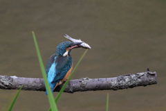 カワセミ　モリのようなクチバシ３