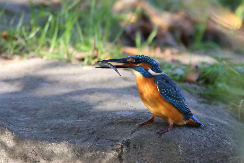 カワセミ　小さいのゲット