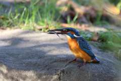 カワセミ　小さいのゲット