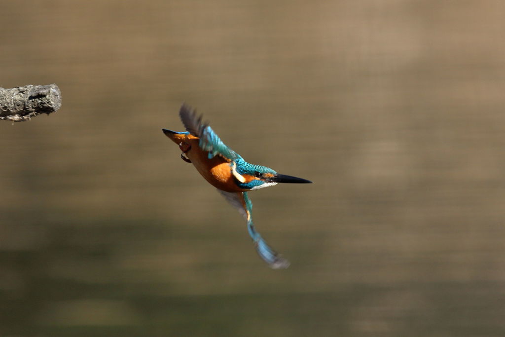 カワセミ 飛出し