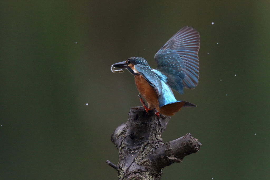 カワセミ 小さいのゲット