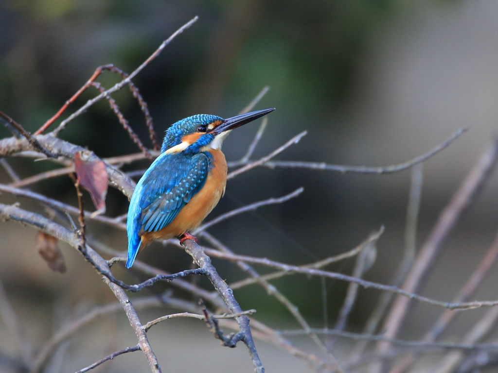 カワセミ　枝間３