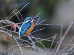 カワセミ　枝間３