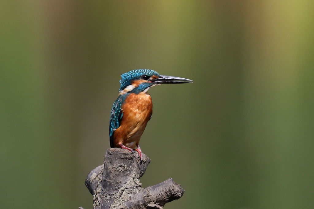 カワセミ 順光　テレコン外して、1/2トリミング