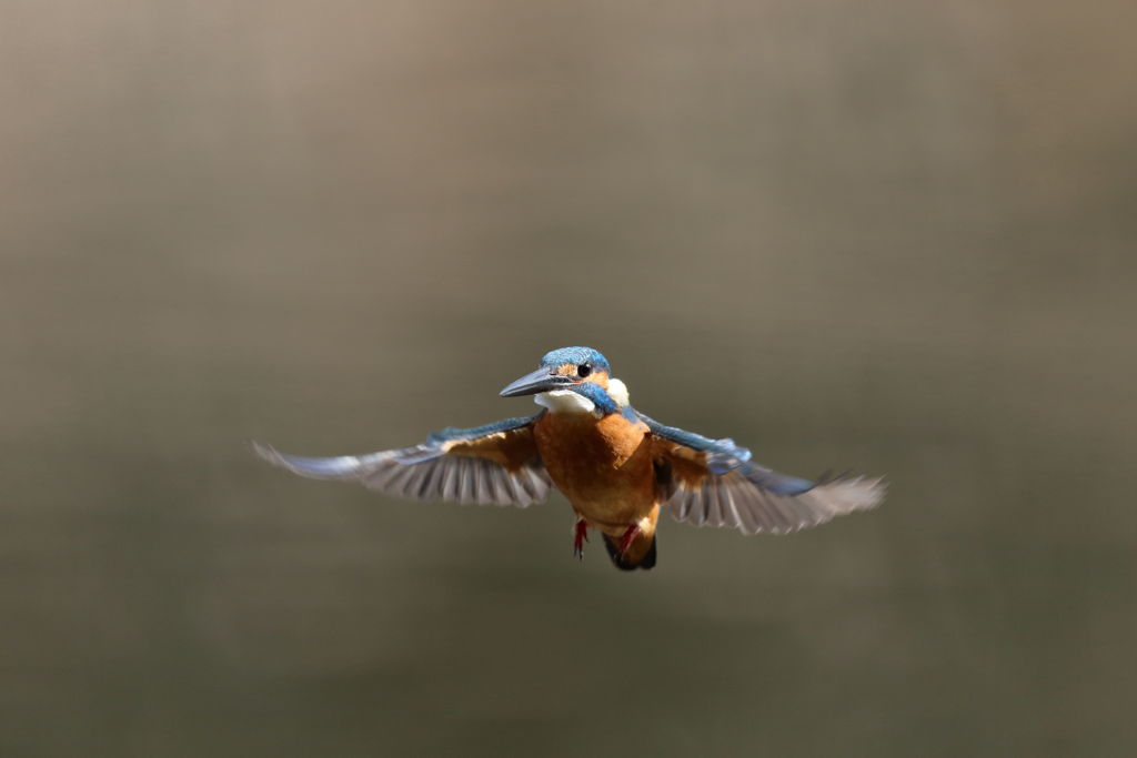 カワセミ 02.10 ホバ