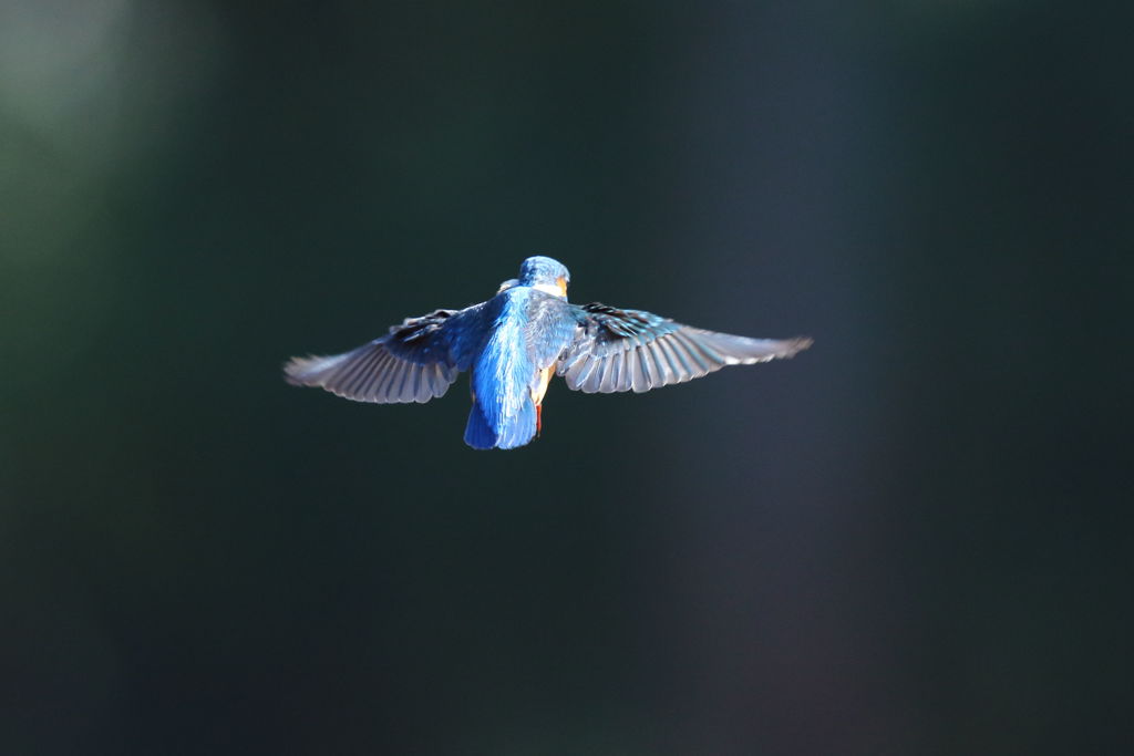 カワセミ　こっち向いて！！