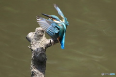 カワセミ 極楽鳥ポーズ