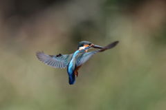 カワセミ ホバ 2-1