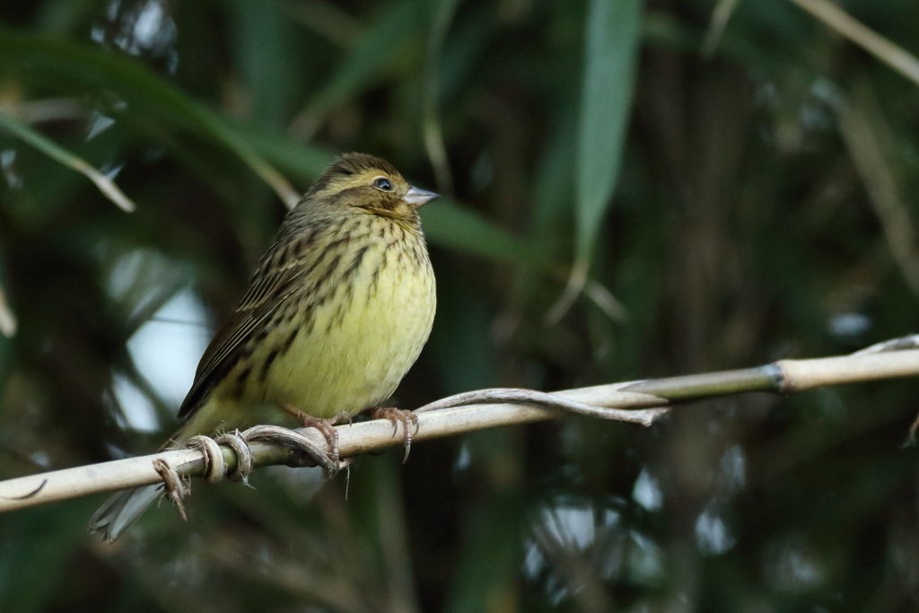 トリ初め 裾野のアオジ 