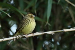 トリ初め 裾野のアオジ 