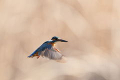 カワセミ 逆光ホバ 03.09-1