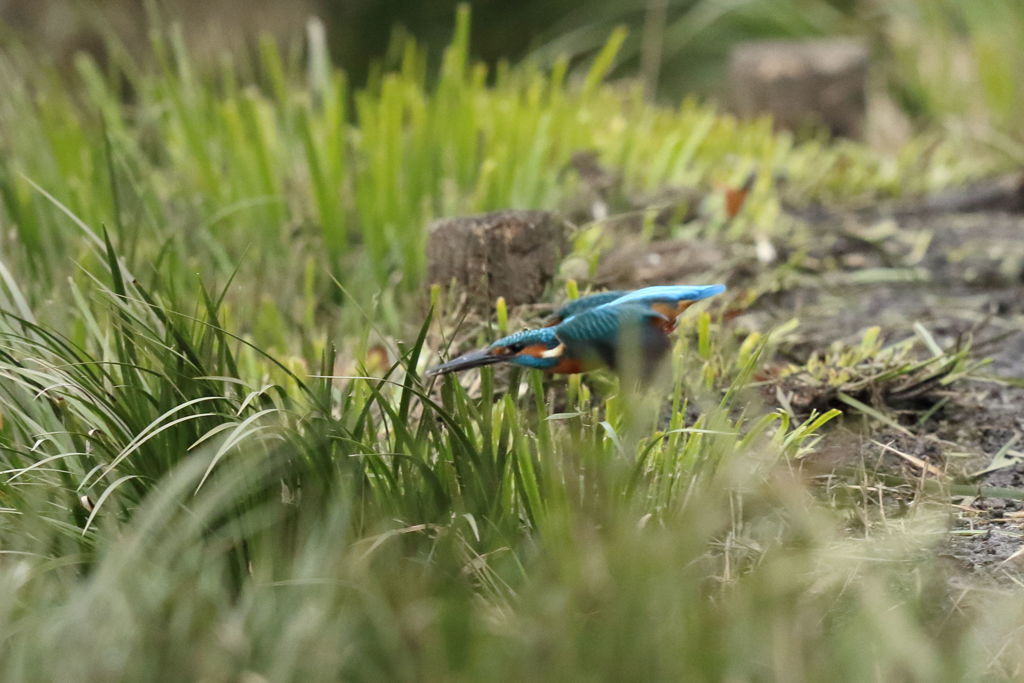 カワセミ 低空草かぶり