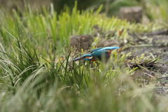 カワセミ 低空草かぶり