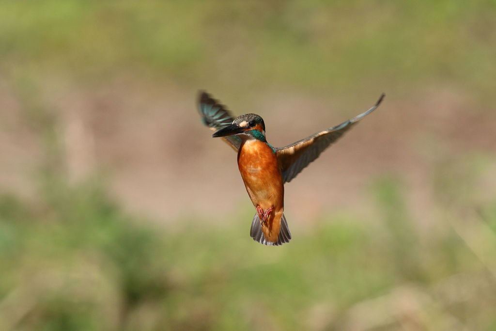 カワセミ ホバ１