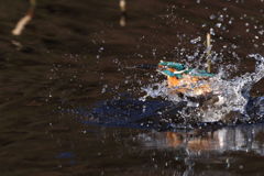 カワセミ 離水中２