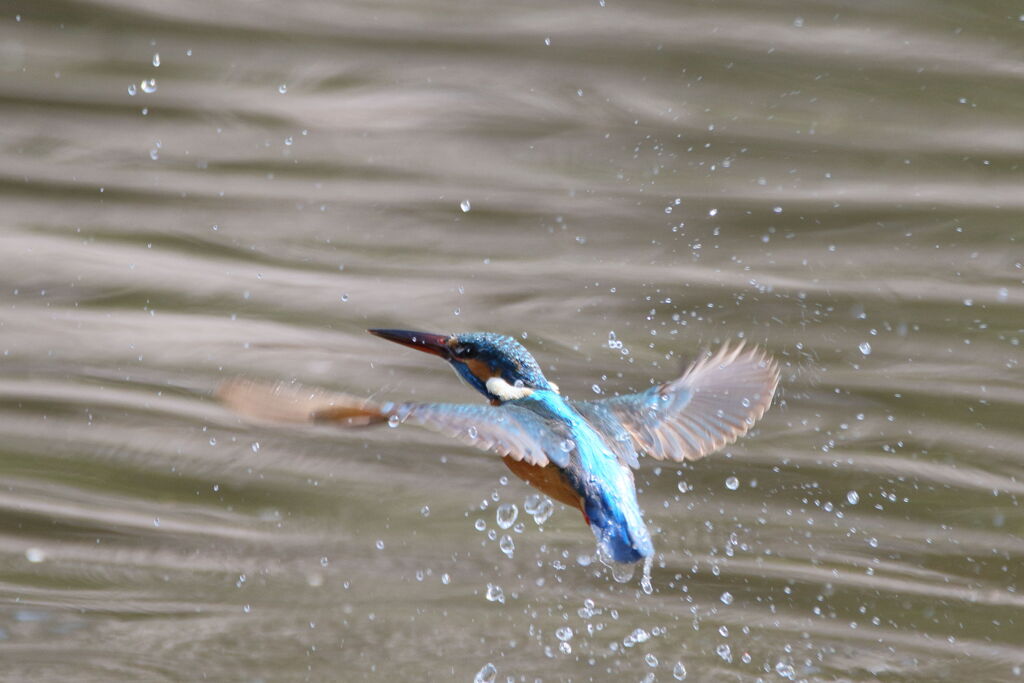 久しぶりのカワセミ２