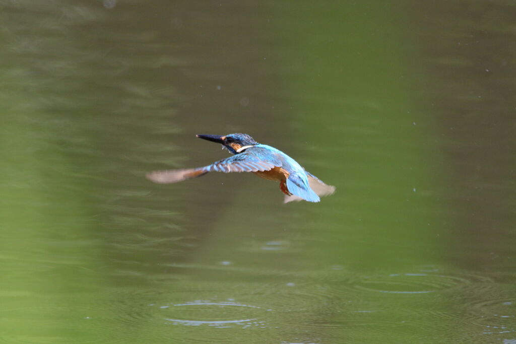 草越しのカワセミ飛