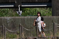 とまりもの　3　アオサギ 通せんぼ？？？