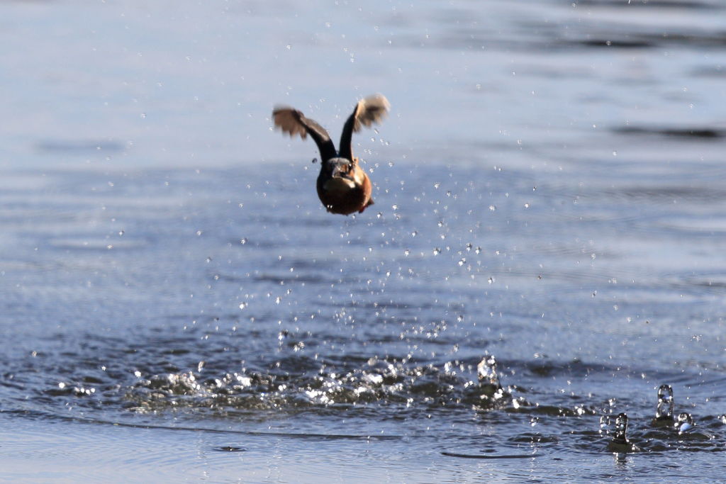 カワセミ 正面突破