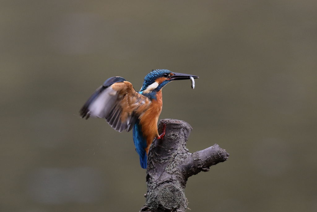 カワセミ 小さいのゲットして着木