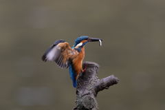 カワセミ 小さいのゲットして着木