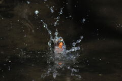 ？？？小さいのゲット1