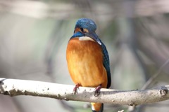 カワセミ ターボ３さん撮影