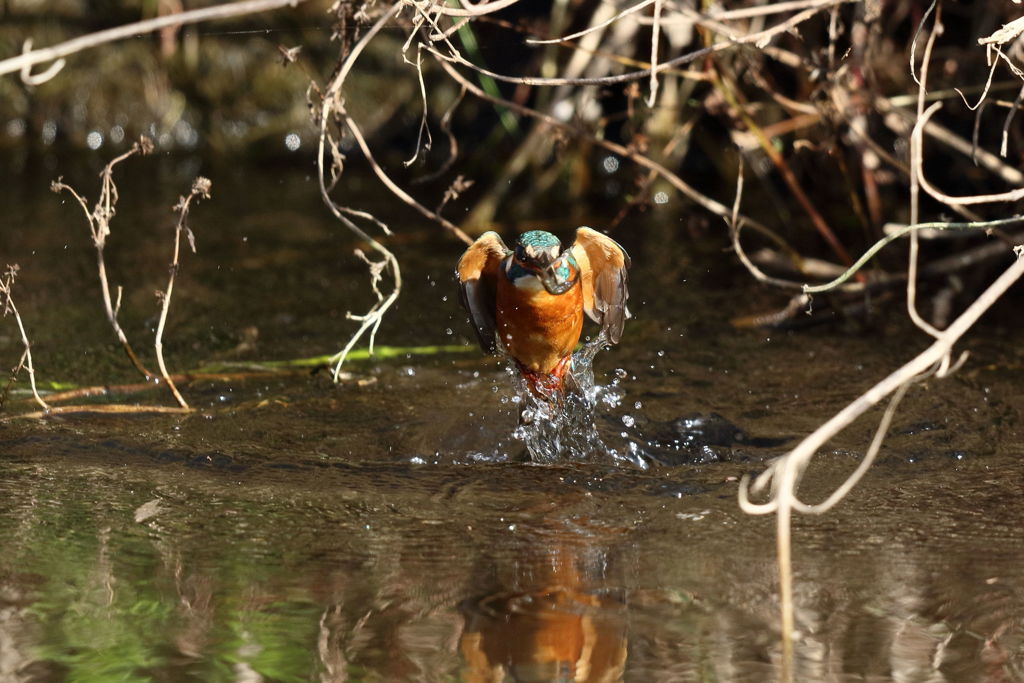カワセミ 小さいのゲット