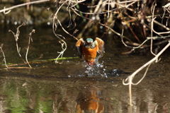 カワセミ 小さいのゲット