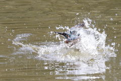 カワセミ 水遊び i01