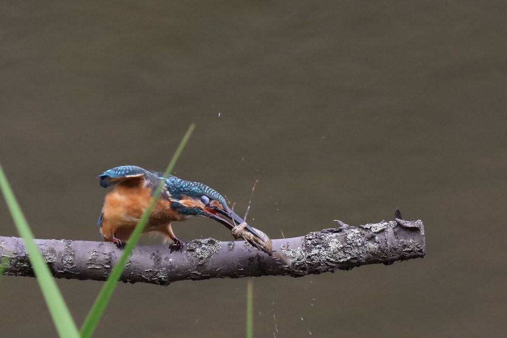 カワセミ　ヤゴ捕獲2