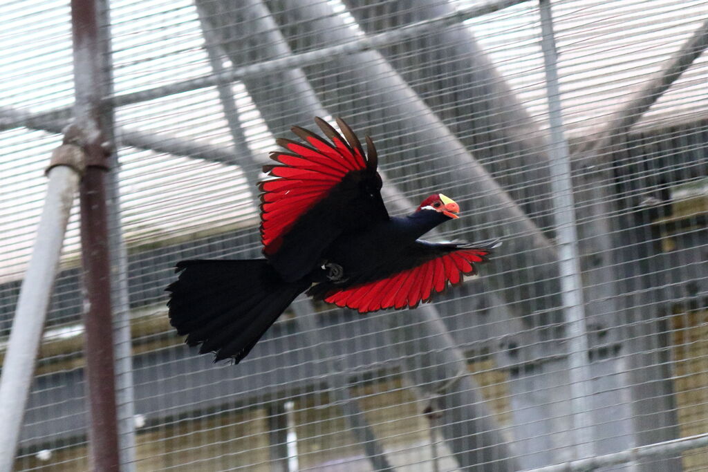 掛川花鳥園の動きもの1