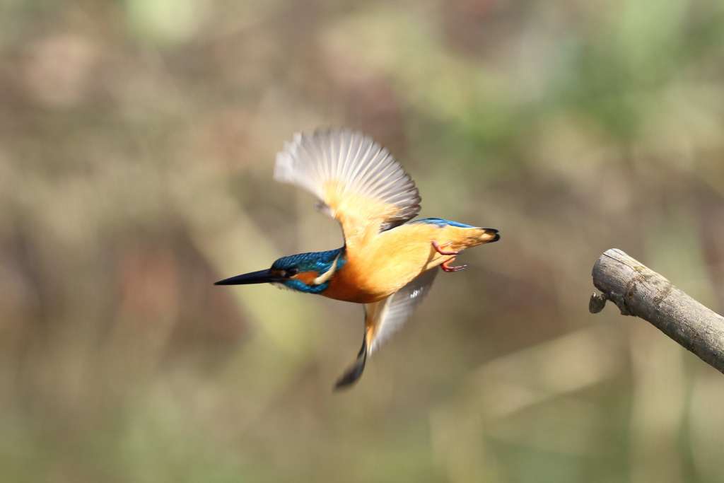 カワセミ飛び出し２